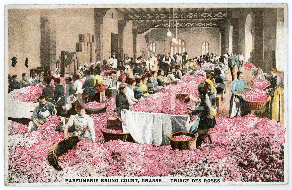 1930 ca GRASSE (FRANCE) Parfumerie Bruno COURT Triage de roses - Carte postale  Cartolina postale d'epoca, viaggiata.CONDIZIONI: FAIR (piegatura all'angolo inferiore sinistro)FORMATO: FP    originale e autentica 1