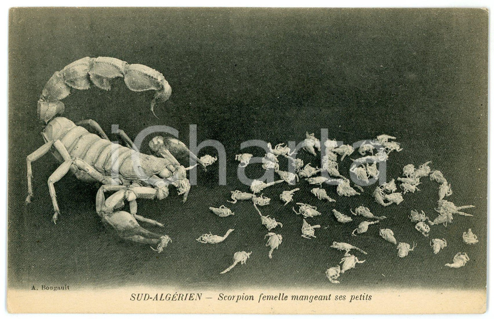1910 ca SUD-ALGERIEN Scorpion femelle mangeant ses petits - Carte postale CPA  Cartolina postale d'epoca, non viaggiata.CONDIZIONI: GFORMATO: FP    originale e autentica 1