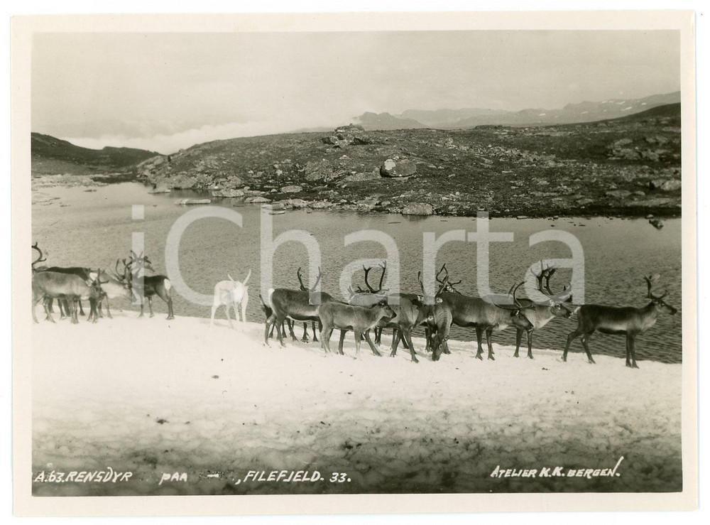 1910 ca FILEFJELD - NORWAY Rensdyr - Reindeer - Photo 11x9 cm Fotografia d'epoca. FOTOGRAFO: Atelier K.K. - Bergen FAIR/discreto Lieve abrasione al verso Formato: 11x9 originale e autentica 1