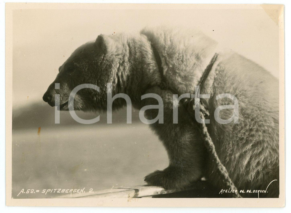 1910 ca SPITSBERGEN - NORWAY Bear on a leash - Photo 11x9 cm Fotografia d'epoca. FOTOGRAFO: Atelier K.K. - Bergen POOR/danneggiato Residuo di incollatura e piegatura all'angolo superiore destro, piccola macchia al recto, lieve abrasione al verso Formato: 11x9 originale e autentica 1