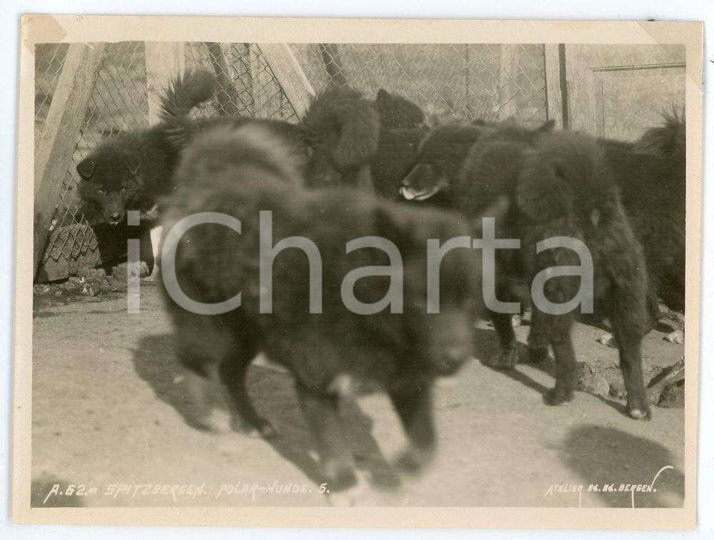 1910 ca SPITSBERGEN - NORWAY Polar hunde - Polar dogs - Photo 11x9 cm Fotografia d'epoca. FOTOGRAFO: Atelier K.K. - Bergen FAIR/discreto lieve abrasione al verso Formato: 11x9 originale e autentica 1