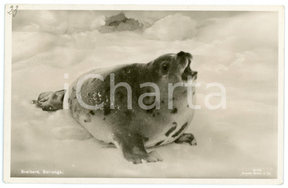1936 SVALBARD (NORWAY) Seal pup - Postcard FP VG  Cartolina d'epoca, viaggiata. FAIR/discreto Lievi smussature agli angoli Formato: FP originale e autentica 1