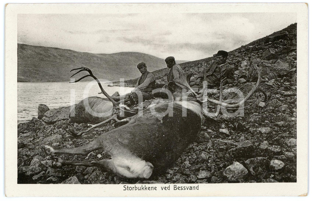 1935 ca BESSVAND (NORWAY) Hunting booty - Reindeer - Postcard FP NV  Cartolina d'epoca, non viaggiata. FAIR/discreto Lievi smussature agli angoli Formato: FP originale e autentica 1