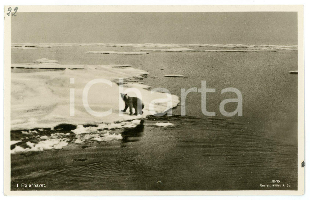 1935 ca NORWAY - ARCTIC OCEAN Polar bear - Postcard FP NV  Cartolina d'epoca, non viaggiata. FAIR/discreto Lievi smussature agli angoli Formato: FP originale e autentica 1