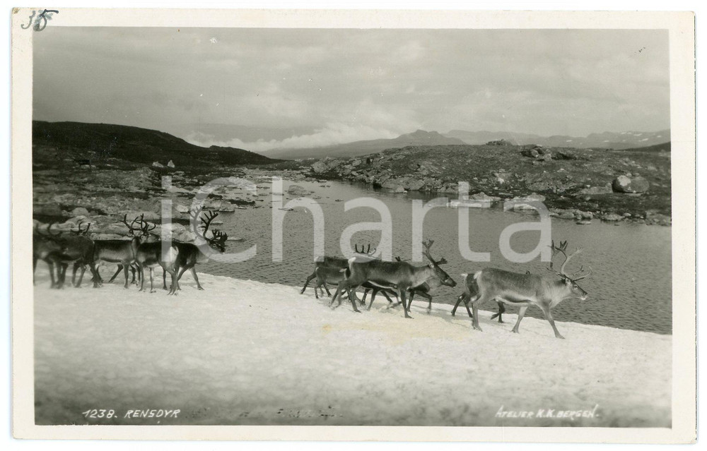 1935 ca NORWAY Reindeer herd - Postcard FP NV (1)  Cartolina d'epoca, non viaggiata. FAIR/discreto Lievi smussature agli angoli Formato: FP originale e autentica 1