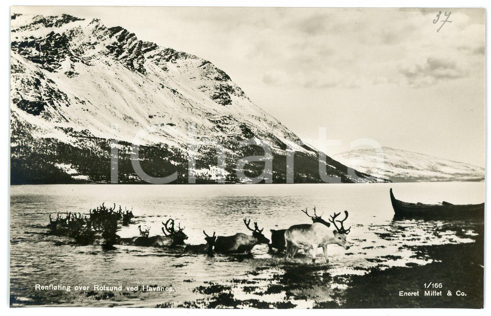 1935 ca HAMNNES (NORWAY) Reindeer floating over Rotsund - Postcard FP NV  Cartolina d'epoca, non viaggiata. FAIR/discreto Lievi smussature agli angoli Formato: FP originale e autentica 1