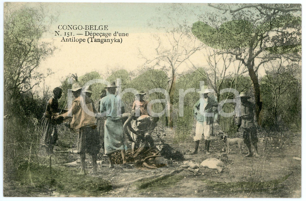 Cartolina originale da collezione 1910 ca CONGO BELGE  TANGANYKA DÃ©pecage d une antilope  Carte postale n.151 FP 1