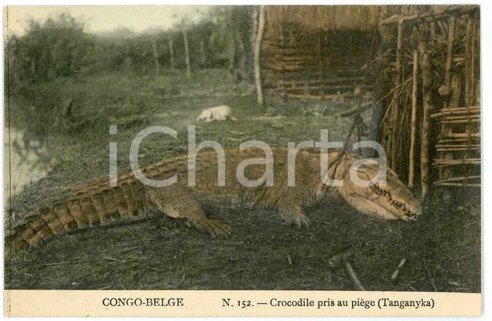 1910 ca CONGO BELGE Tanganyka - Crocodile pris au piège - Carte postale n.152 FP  Cartolina postale d'epoca, non viaggiata.CONDIZIONI: FAIRFORMATO: FP    originale e autentica 1
