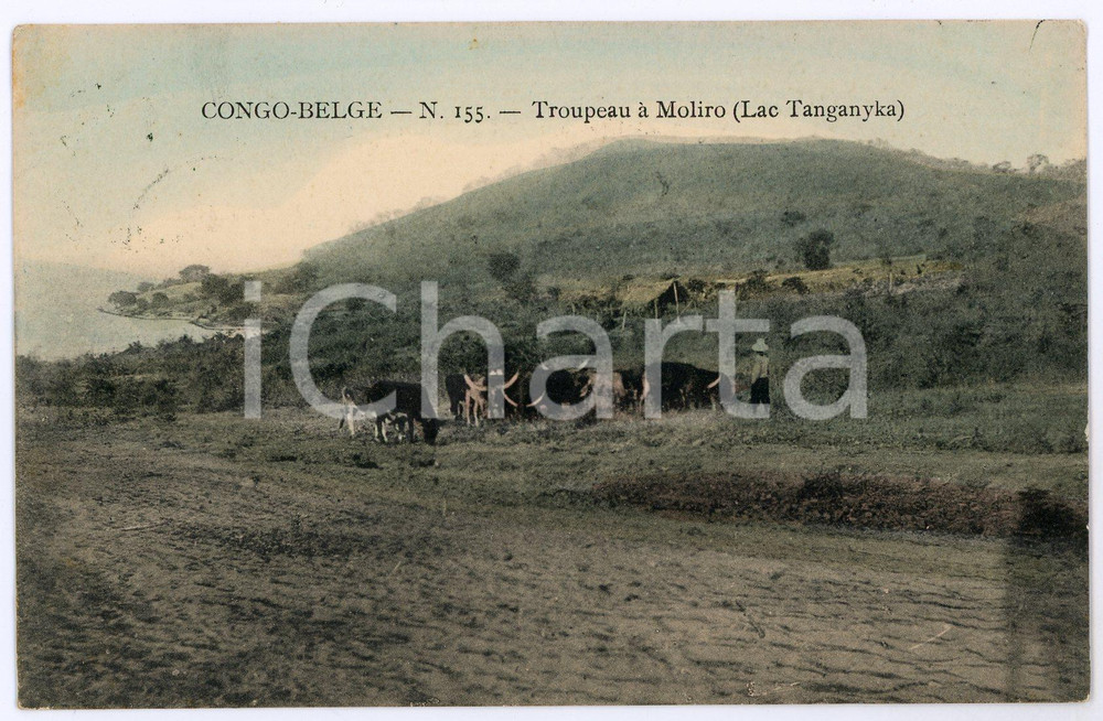 1912 CONGO BELGE Trupeau à MOLIRO Lac Tanganyka Carte postale n.155 FP VG  Cartolina postale d'epoca, viaggiata.CONDIZIONI: FAIRFORMATO: FP    originale e autentica 1