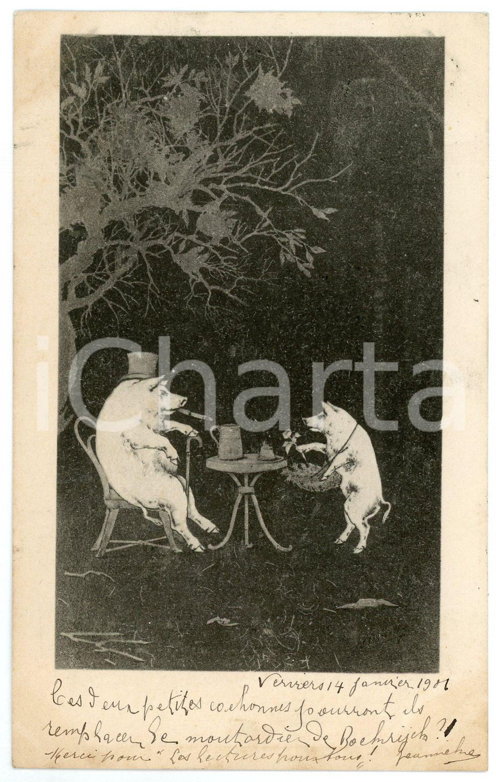 1901 Pigs drinking tea in a wood - Anthropomorphic Postcard  Cartolina postale d'epoca, viaggiata.CONDIZIONI: F (lievi ingiallimenti)FORMATO: FP    originale e autentica 1