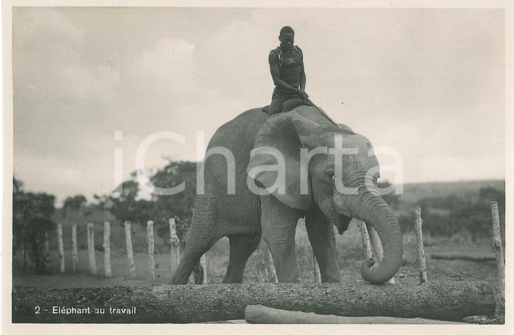 1930 C. ZAGOURSKI L'Afrique qui disparaît CONGO BELGE Eléphant au travail  Fotocartolina postale d'epoca, appartenente alla serie &laquo;L'Afrique qui dispara&icirc;t&raquo; del fotografo Casimir Zagourski (L&eacute;opoldville). Non viaggiata.CONDIZIONI: GFORMATO: 14x9 cm    originale e autentica 1