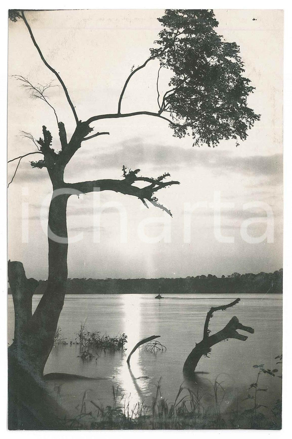 1930 C. ZAGOURSKI «L'Afrique qui disparaît» Paysage congolais - Postcard n.216  Fotocartolina postale d'epoca, appartenente alla serie &laquo;L'Afrique qui dispara&icirc;t&raquo; del fotografo Casimir Zagourski (L&eacute;opoldville).N&deg;216. non viaggiata.CONDIZIONI: FAIR FORMATO: 14x9 cm     originale e autentica 1