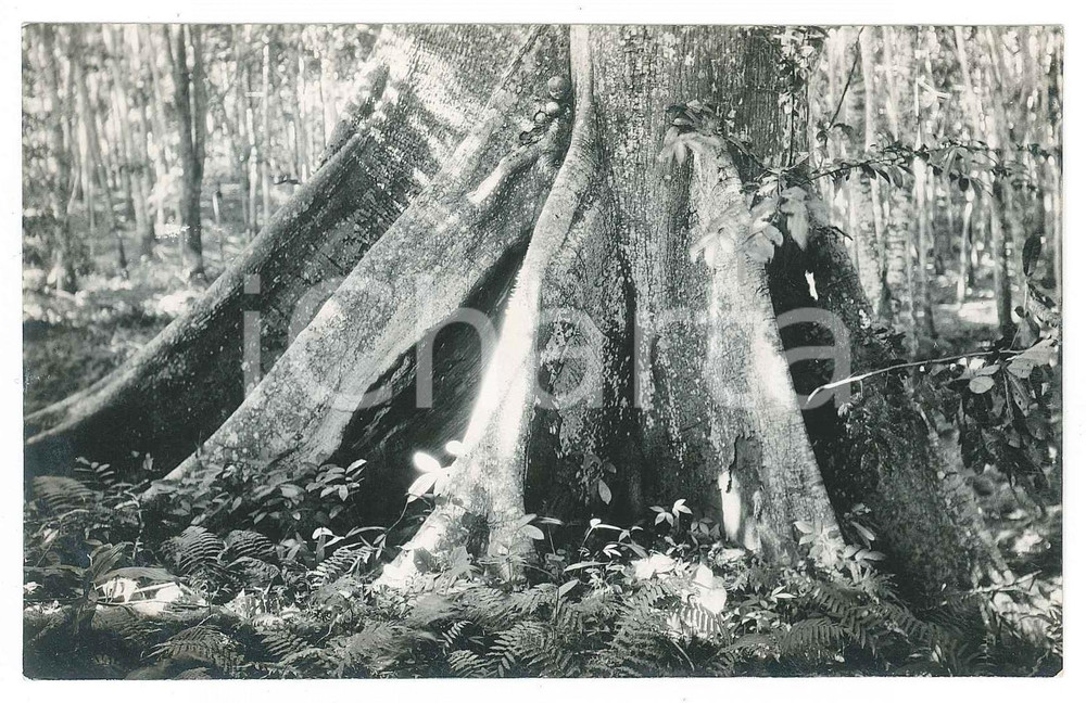 1930 ca C. ZAGOURSKI (?) CONGO BELGE - NATURE - Racines d'arbre - Photo  Fotocartolina postale d'epoca, attibuita al fotografo Casimir Zagourski.CONDIZIONI: GFORMATO: 14x9 cm    originale e autentica 1