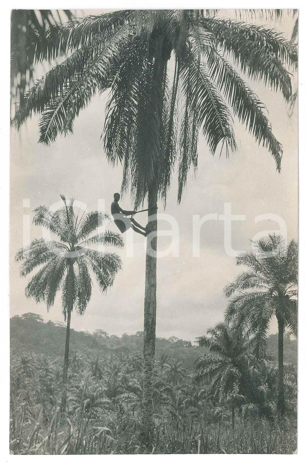 1930 ca C. ZAGOURSKI «L'Afrique qui disparaît» - Récolte des palmistes - Photo  Fotocartolina postale d'epoca, appartenente alla serie &laquo;L'Afrique qui dispara&icirc;t&raquo; del fotografo Casimir Zagourski (L&eacute;opoldville).Non viaggiata.CONDIZIONI: GFORMATO: 9x14 cm    originale e autentica 1