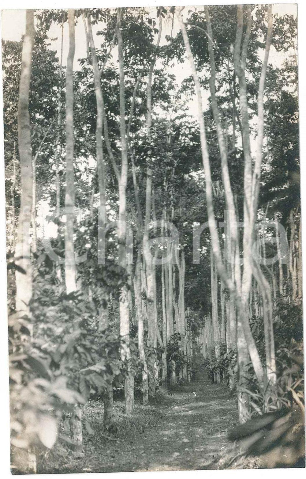 1930 ca C. ZAGOURSKI (?) CONGO BELGE - NATURE - Arbres de caoutchouc - Photo  Fotocartolina postale d'epoca, attibuita al fotografo Casimir Zagourski.CONDIZIONI: GFORMATO: 9x14 cm    originale e autentica 1