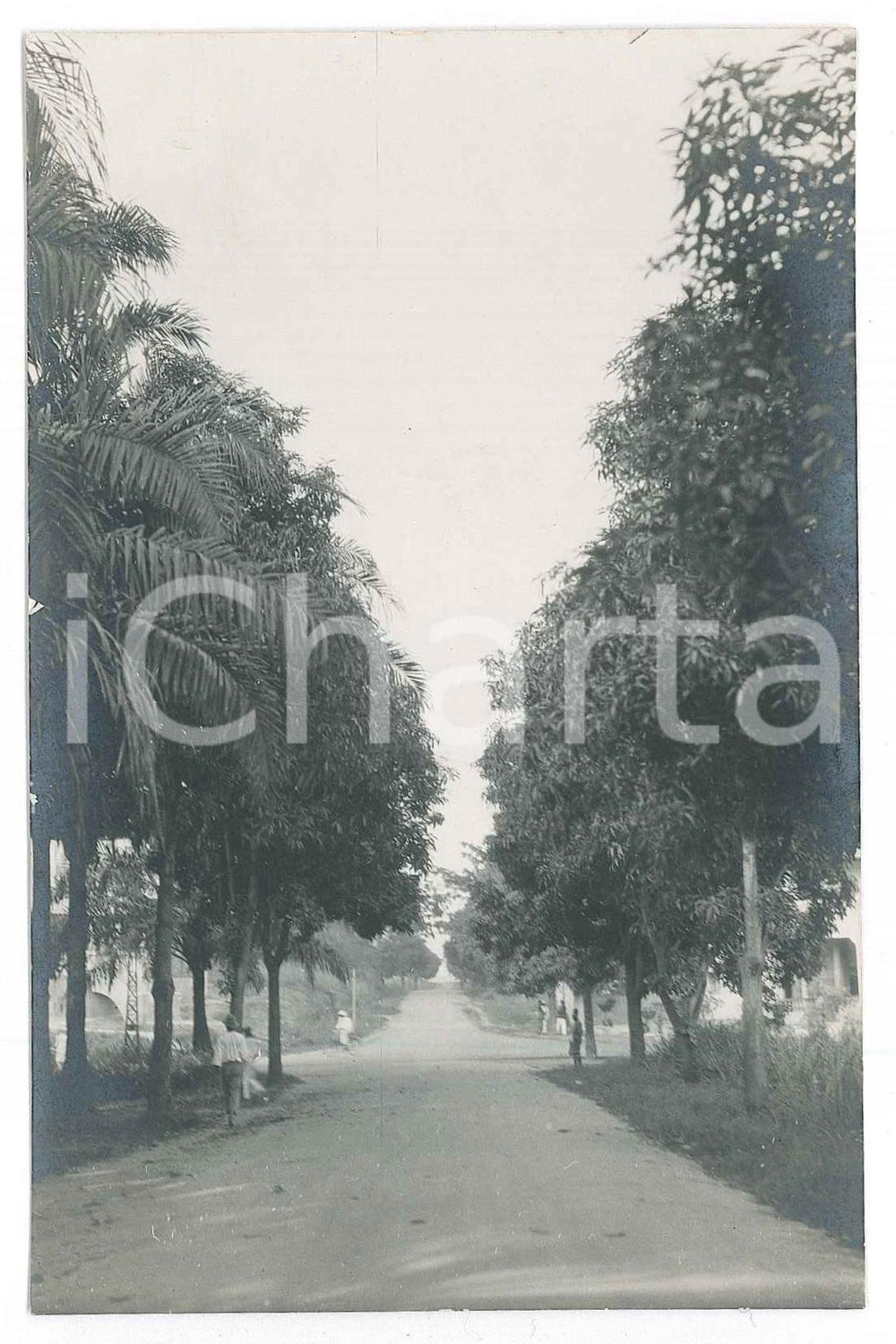 1930 ca C. ZAGOURSKI (?) AFRIQUE - CONGO BELGE - Allée *Photo ANIMÉE  Fotocartolina postale d'epoca, attibuita al fotografo Casimir Zagourski.CONDIZIONI: GFORMATO: 9x14 cm    originale e autentica 1