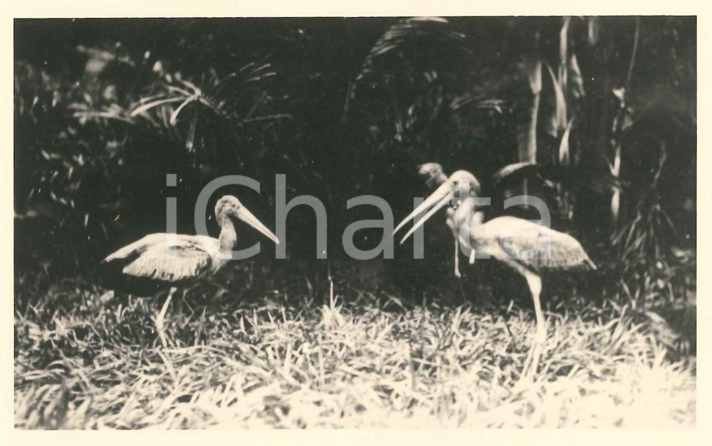 1930 C. ZAGOURSKI - CONGO BELGE Marabout d'Afrique (1) - Postcard FP NV  Fotocartolina postale d'epoca del fotografo Casimir Zagourski.CONDIZIONI: GOODFORMATO: 9x14 cm    originale e autentica 1