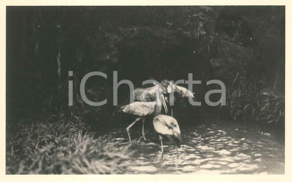 1930 C. ZAGOURSKI - CONGO BELGE Marabout d'Afrique - Postcard FP NV  Fotocartolina postale d'epoca del fotografo Casimir Zagourski.CONDIZIONI: GOODFORMATO: 9x14 cm    originale e autentica 1