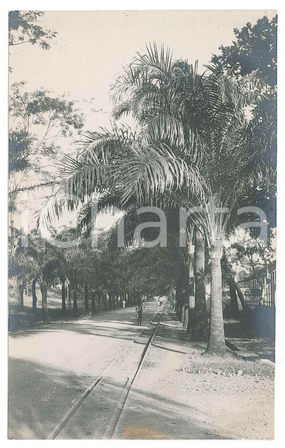 1930 ca C. ZAGOURSKI (?) CONGO BELGE - KINSHASA - Allée *Photo ANIMÉE  Fotocartolina postale d'epoca, attibuita al fotografo Casimir Zagourski.CONDIZIONI: F (alone al lato inferiore)FORMATO: 9x14 cm    originale e autentica 1