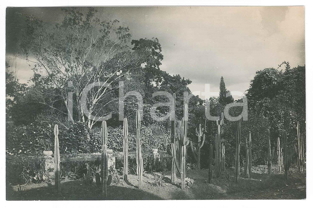 1930 ca C. ZAGOURSKI (?) CONGO BELGE - Jardin botanique (2) *Photo  Fotocartolina postale d'epoca, attibuita al fotografo Casimir Zagourski.CONDIZIONI: G FORMATO: 14x9 cm    originale e autentica 1