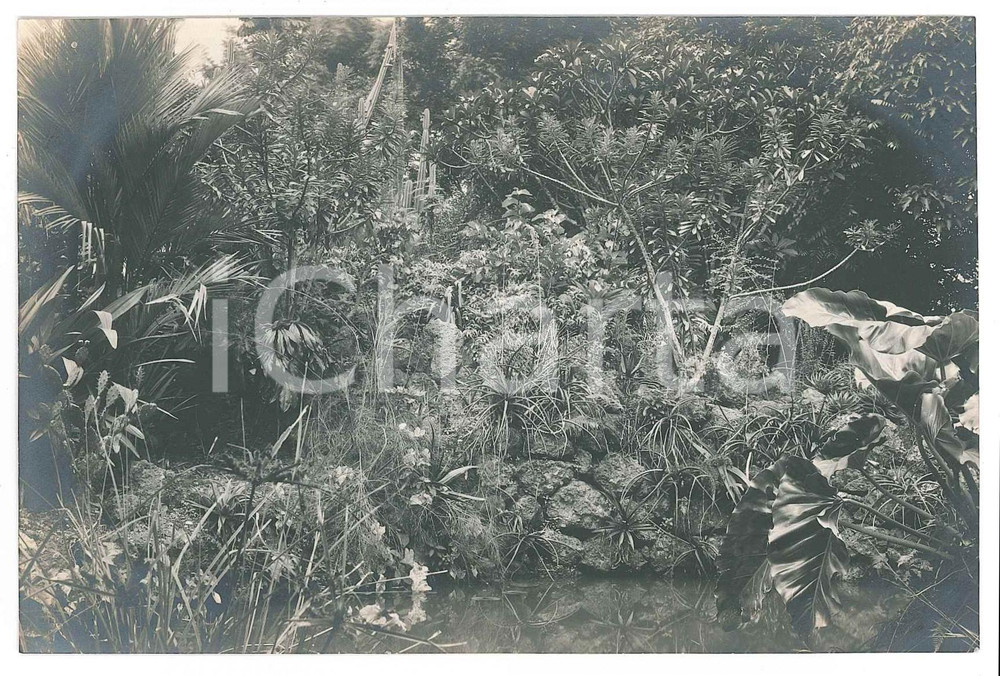 1930 ca C. ZAGOURSKI (?) CONGO BELGE - Jardin botanique (1) *Photo  Fotocartolina postale d'epoca, attibuita al fotografo Casimir Zagourski.CONDIZIONI: G FORMATO: 14x9 cm    originale e autentica 1