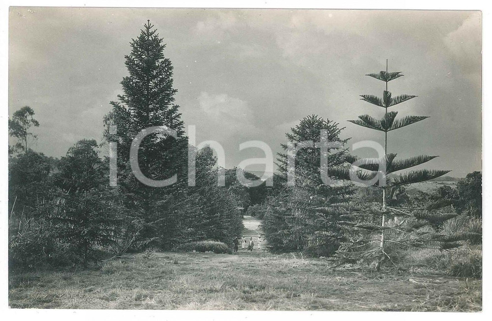 1930 ca C. ZAGOURSKI (?) CONGO BELGE - Jardin botanique (4) *Photo  Fotocartolina postale d'epoca, attibuita al fotografo Casimir Zagourski.CONDIZIONI: G FORMATO: 14x9 cm    originale e autentica 1