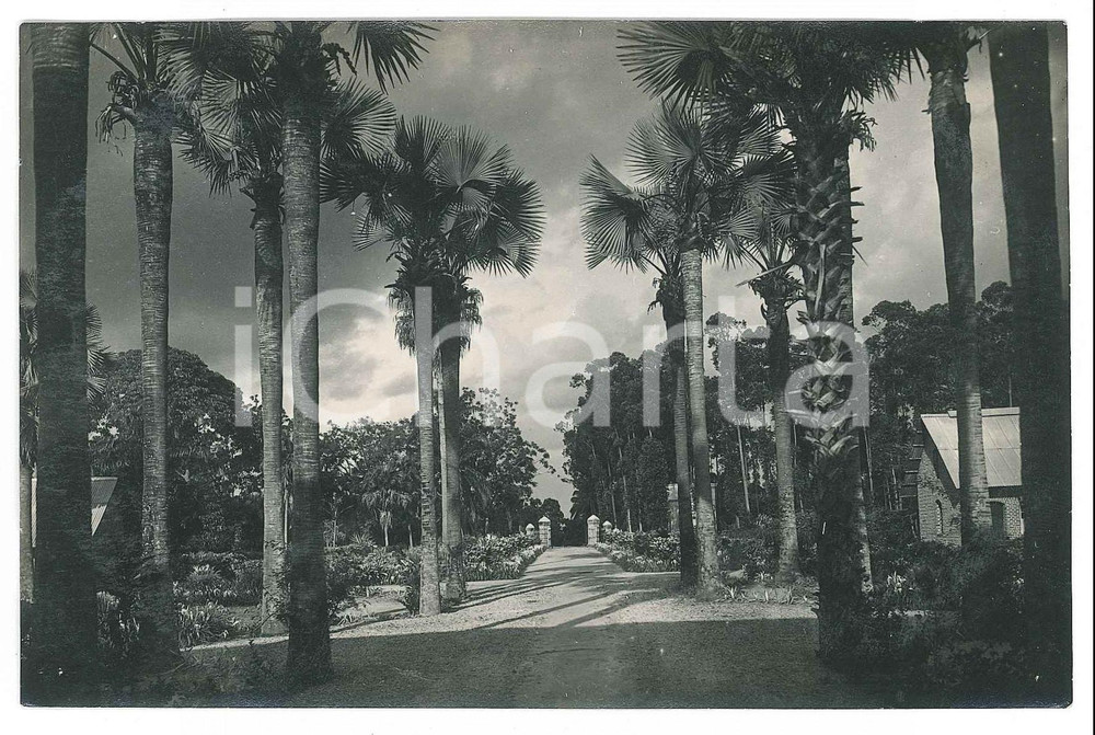 1930 ca C. ZAGOURSKI (?) CONGO BELGE - Jardin botanique (3) *Photo  Fotocartolina postale d'epoca, attibuita al fotografo Casimir Zagourski.CONDIZIONI: G FORMATO: 14x9 cm    originale e autentica 1