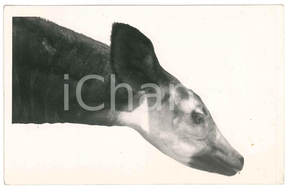 1930 ca C. ZAGOURSKI «L'Afrique qui disparaît» CONGO BELGE - Okapi ^Postcard 179  Fotocartolina postale d'epoca, appartenente alla 2a serie &laquo;L'Afrique qui dispara&icirc;t&raquo; del fotografo Casimir Zagourski (L&eacute;opoldville).N&deg; 179, non viaggiata.CONDIZIONI: FAIRFORMATO: 14x9 cm     originale e autentica 1