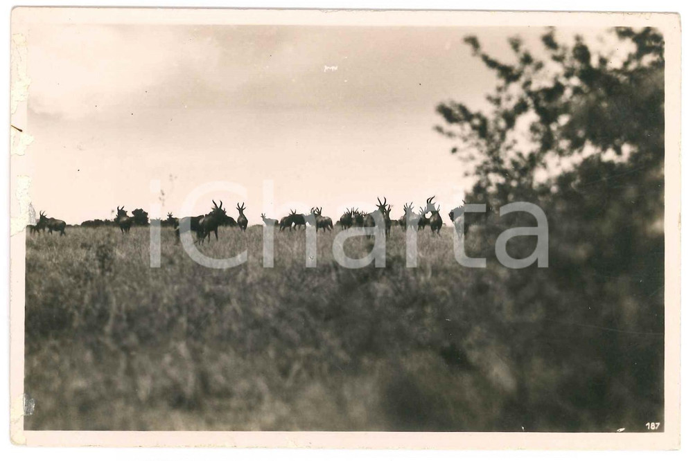 1930 C. ZAGOURSKI «L'Afrique qui disparaît» CONGO BELGE - Copis DAMAGED Postcard  Fotocartolina postale d'epoca, appartenente alla 2^serie &laquo;L'Afrique qui dispara&icirc;t&raquo; del fotografo Casimir Zagourski (L&eacute;opoldville).N&deg;187, non viaggiata.CONDIZIONI: VERY POOR (abrasioni al margine sinistro)FORMATO: 14x9 cm    originale e autentica 1