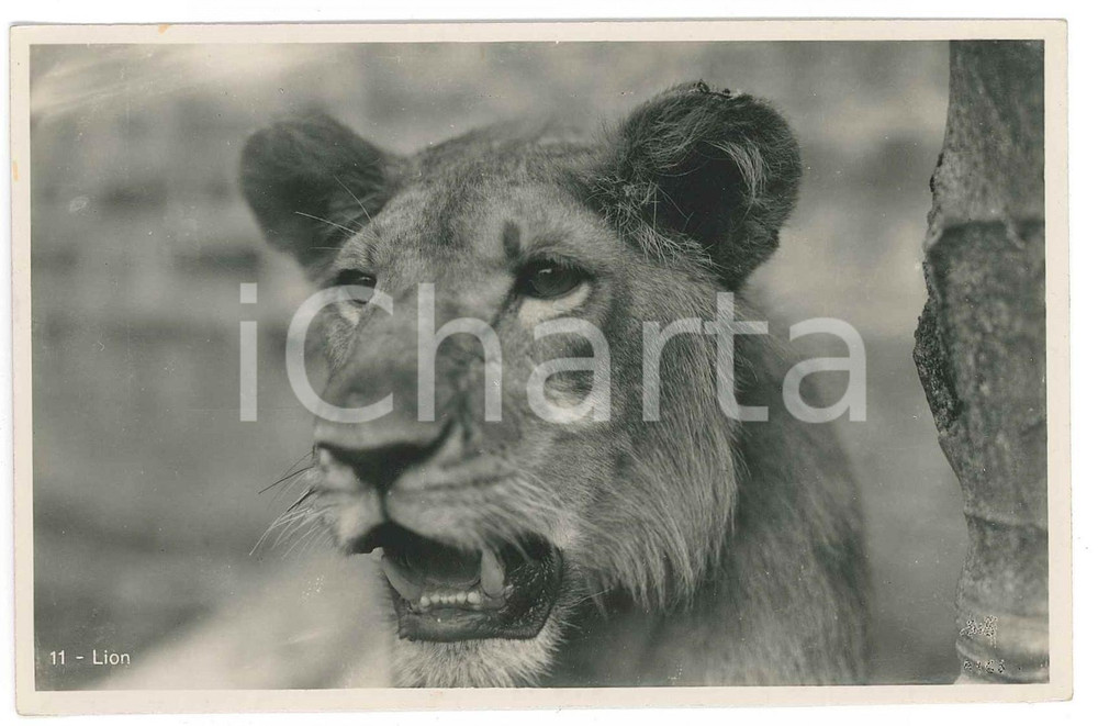 1930 ca C. ZAGOURSKI "L'Afrique qui disparaît" Un lion - Postcard n.176  Fotocartolina postale d'epoca, appartenente alla serie &laquo;L'Afrique qui dispara&icirc;t&raquo; del fotografo Casimir Zagourski (L&eacute;opoldville).N&deg; 176, non viaggiata.CONDIZIONI: G FORMATO: 14x9 cm     originale e autentica 1