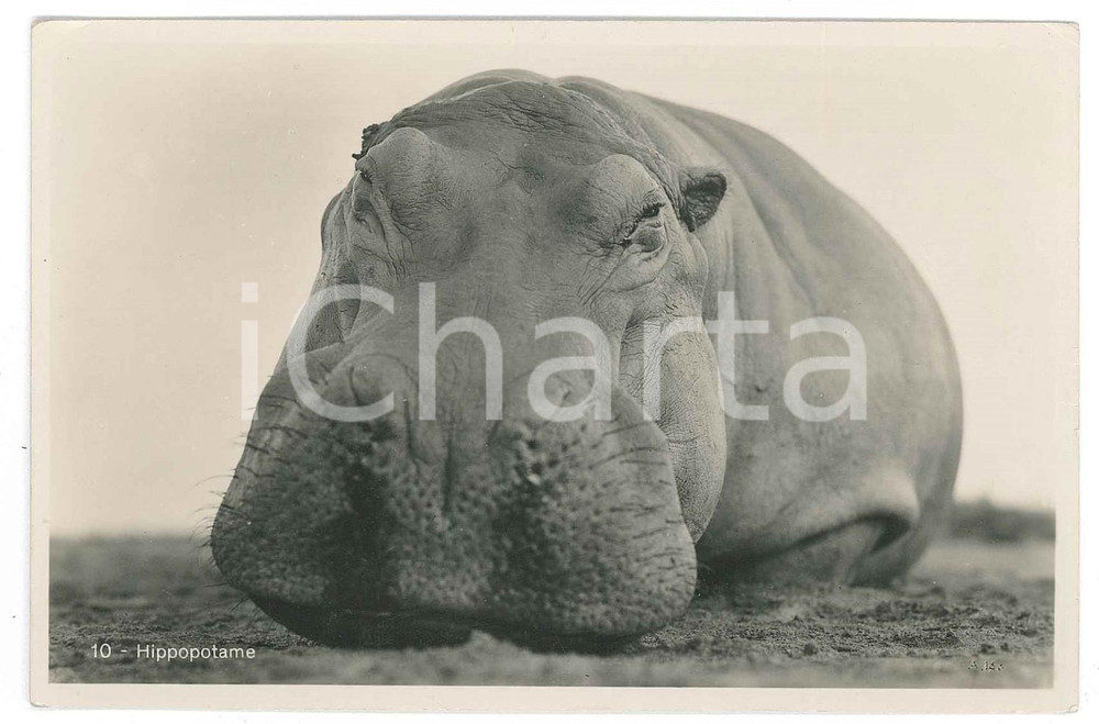 1930 C. ZAGOURSKI «L'Afrique qui disparaît» Hippopotame - Postcard n.171  Fotocartolina postale d'epoca, appartenente alla serie &laquo;L'Afrique qui dispara&icirc;t&raquo; del fotografo Casimir Zagourski (L&eacute;opoldville).N&deg; 171, non viaggiata.CONDIZIONI: F (piegatura angolari)FORMATO: 14x9 cm    originale e autentica 1