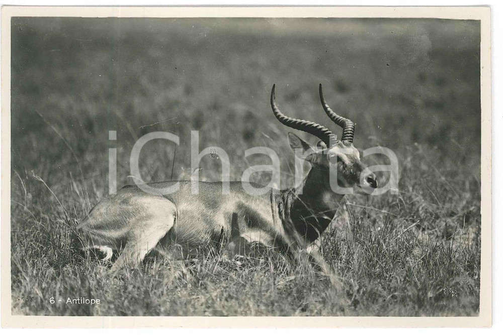 1930 ca C. ZAGOURSKI «L'Afrique qui disparaît» Une antilope - Postcard n°169  Fotocartolina postale d'epoca, appartenente alla serie &laquo;L'Afrique qui dispara&icirc;t&raquo; del fotografo Casimir Zagourski (L&eacute;opoldville).N&deg; 169, non viaggiata.CONDIZIONI: GFORMATO: 14x9 cm    originale e autentica 1