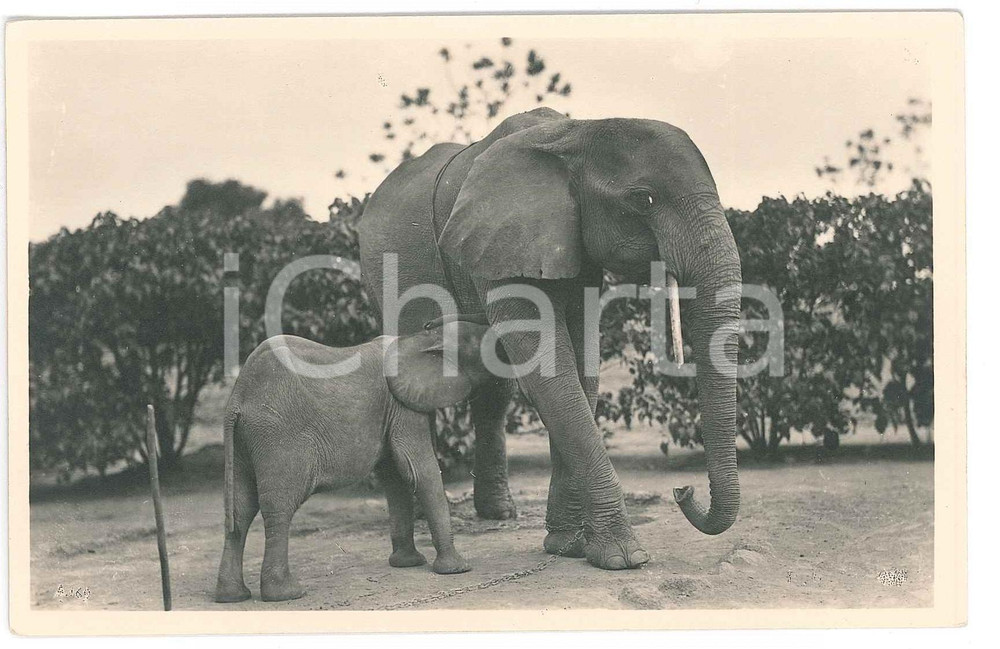 1930 ca C. ZAGOURSKI «L'Afrique qui disparaît»  Eléphant *Postcard 170  Fotocartolina postale d'epoca, appartenente alla serie &laquo;L'Afrique qui dispara&icirc;t&raquo; del fotografo Casimir Zagourski (L&eacute;opoldville).N&deg; 170, non viaggiata.CONDIZIONI: G FORMATO: 9x14 cm    originale e autentica 1