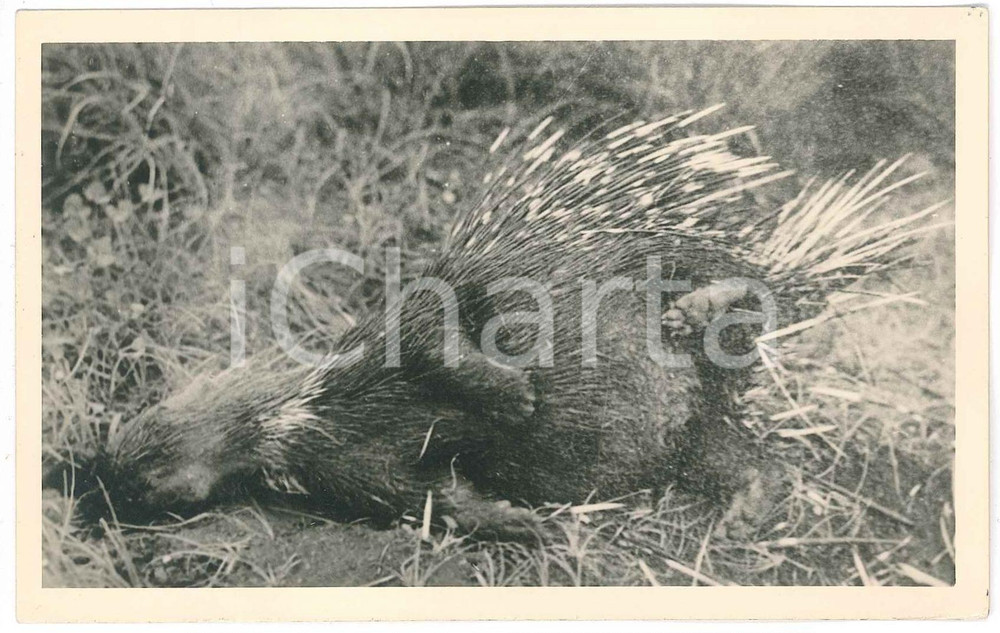 1930 ca C. ZAGOURSKI «L'Afrique qui disparaît» - KENYA Porc-épic *Postcard 191  Fotocartolina postale d'epoca, appartenente alla 2^serie &laquo;L'Afrique qui dispara&icirc;t&raquo; del fotografo Casimir Zagourski (L&eacute;opoldville), n&deg; 191.Non viaggiata.Timbro al verso : "Henri Nicaise Photographe - Namur".CONDIZIONI: GFORMATO: 14x9 cm    originale e autentica 1