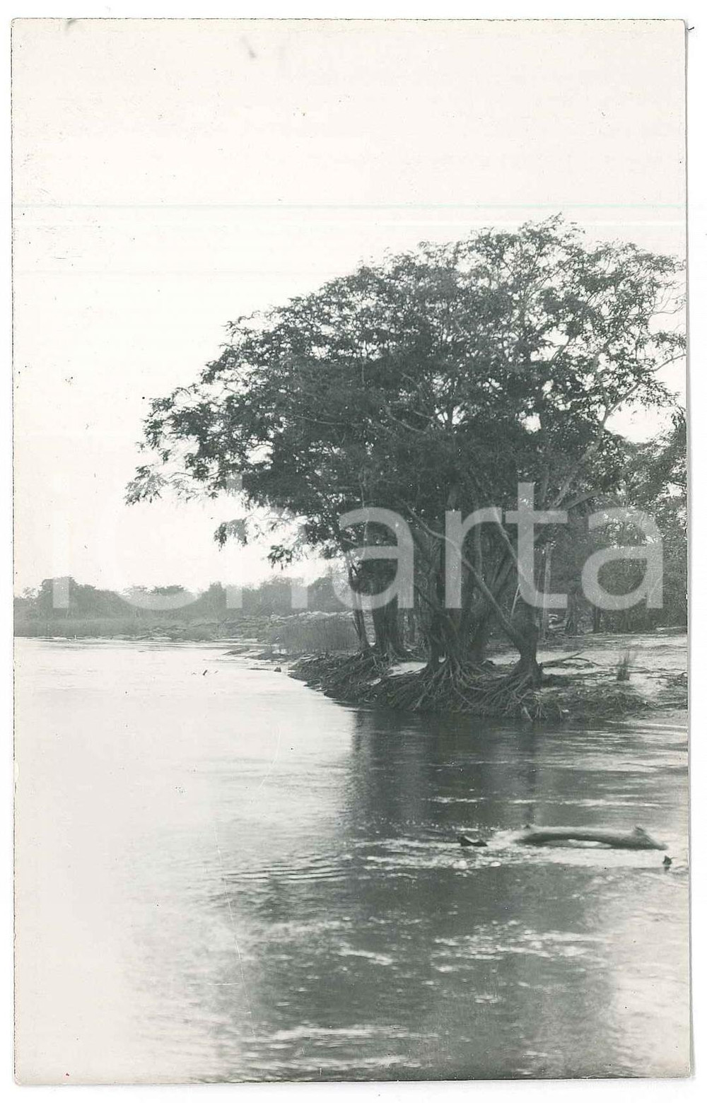 1930 C. ZAGOURSKI (?) AFRIQUE - CONGO BELGE - Paysage *Postcard  Fotocartolina postale d'epoca, attibuita al fotografo Casimir Zagourski.CONDIZIONI: G (minimi difetti di stampa)FORMATO: 9x14 cm    originale e autentica 1