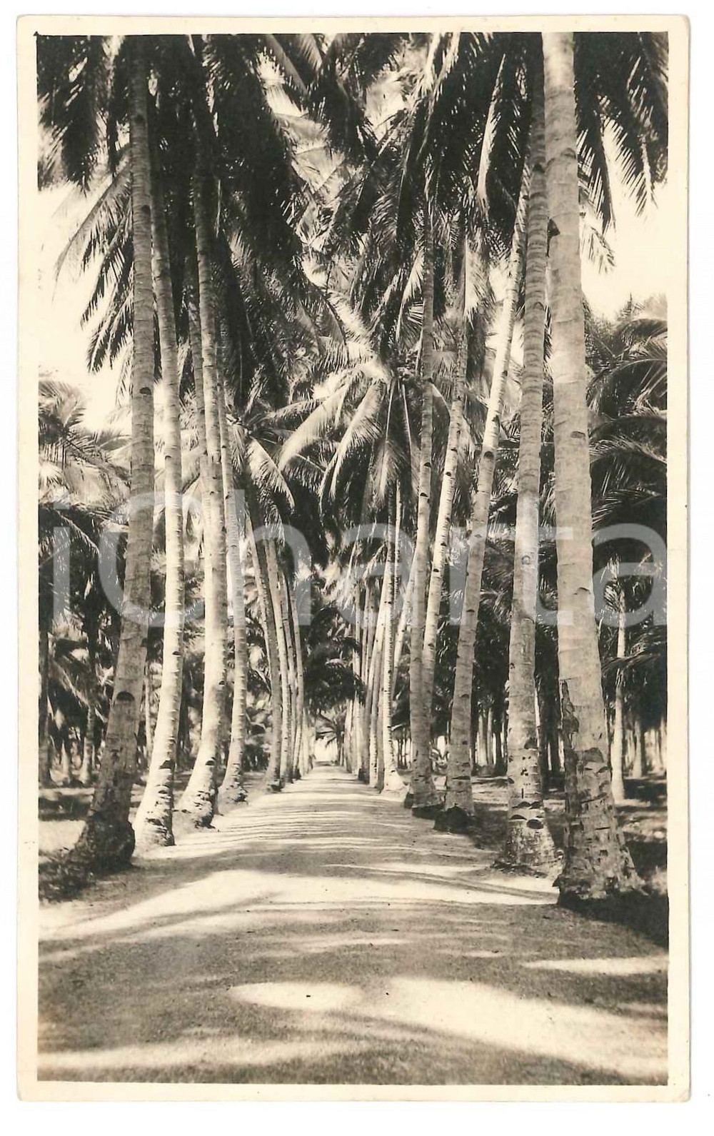 1927 MANILA (PHILIPPINES) Avenue with coconut trees - Photo 9x14 cm  Fotocartolina postale d'epoca, con messaggio manoscritto al verso.CONDIZIONI: G FORMATO: 9x14 cm    originale e autentica 1