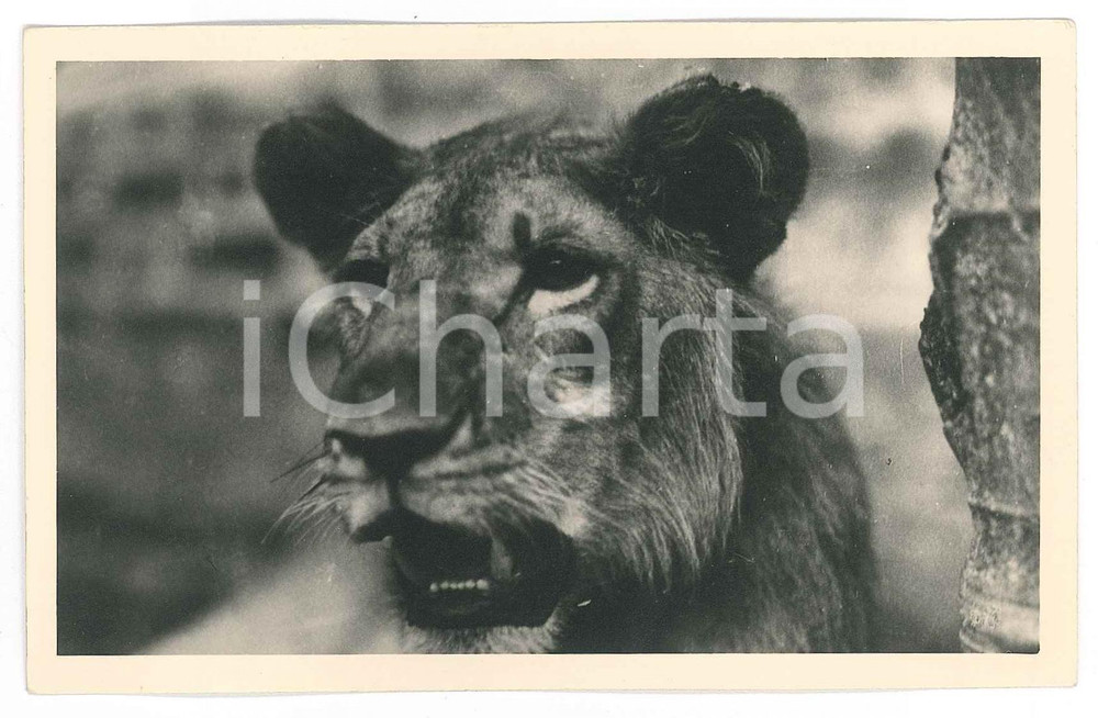 1930 ca C. ZAGOURSKI «L'Afrique qui disparaît» CONGO BELGE Lion - Postcard n.178  Fotocartolina postale d'epoca, appartenente alla serie &laquo;L'Afrique qui dispara&icirc;t&raquo; del fotografo Casimir Zagourski (L&eacute;opoldville).N&deg; 178, non viaggiata.Al verso timbro: "Henri Nicaise Photographe - Namur"CONDIZIONI: G FORMATO: 14x9 cm    originale e autentica 1
