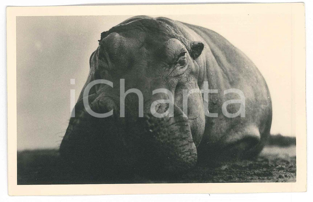1930 C. ZAGOURSKI «L'Afrique qui disparaît» CONGO - Hippopotame - Postcard 173  Fotocartolina postale d'epoca, appartenente alla serie &laquo;L'Afrique qui dispara&icirc;t&raquo; del fotografo Casimir Zagourski (L&eacute;opoldville).N&deg; 173, non viaggiata.Al verso timbro: "Henri Nicaise Photographe - Namur"CONDIZIONI: G FORMATO: 14x9 cm    originale e autentica 1