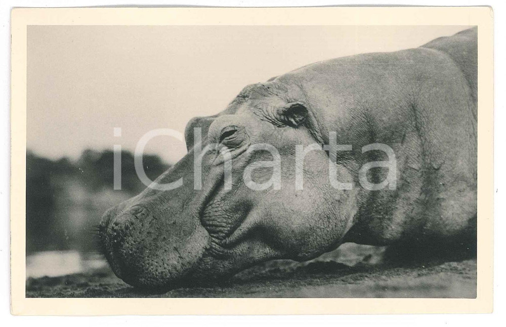 1930 C. ZAGOURSKI «L'Afrique qui disparaît» CONGO - Hippopotame - Postcard 172  Fotocartolina postale d'epoca, appartenente alla serie &laquo;L'Afrique qui dispara&icirc;t&raquo; del fotografo Casimir Zagourski (L&eacute;opoldville).N&deg; 172, non viaggiata.Al verso timbro: "Henri Nicaise Photographe - Namur"CONDIZIONI: G FORMATO: 14x9 cm    originale e autentica 1