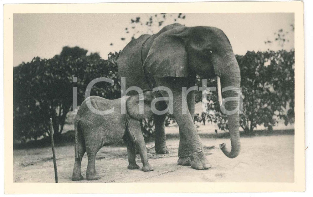 1930 ca C. ZAGOURSKI «L'Afrique qui disparaît» CONGO BELGE - Éléphants *Postcard  Fotocartolina postale d'epoca, appartenente alla serie &laquo;L'Afrique qui dispara&icirc;t&raquo; del fotografo Casimir Zagourski (L&eacute;opoldville).N&deg; 170, non viaggiata.Al verso timbro "Henri Nicaise Photographe - Namur".  CONDIZIONI: GFORMATO: 9x14 cm    originale e autentica 1