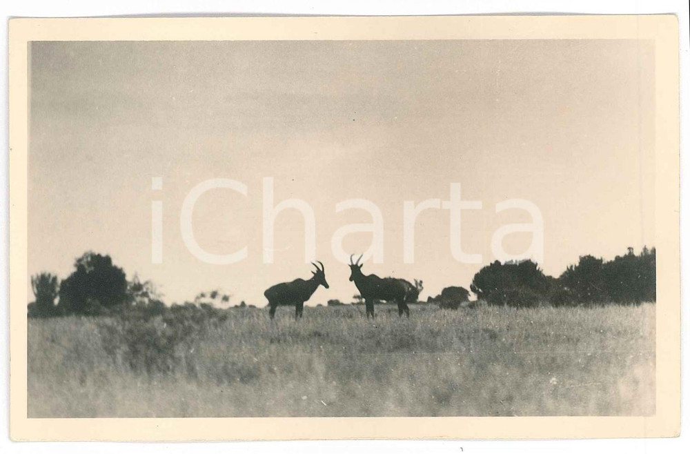 1930 C. ZAGOURSKI «L'Afrique qui disparaît» CONGO BELGE - Copis *Postcard n.188  Fotocartolina postale d'epoca, appartenente alla 2^serie &laquo;L'Afrique qui dispara&icirc;t&raquo; del fotografo Casimir Zagourski (L&eacute;opoldville).N&deg;188, non viaggiata.Al verso timbro: "Henri Nicaise Photographe - Namur"CONDIZIONI: GFORMATO: 14x9 cm     originale e autentica 1