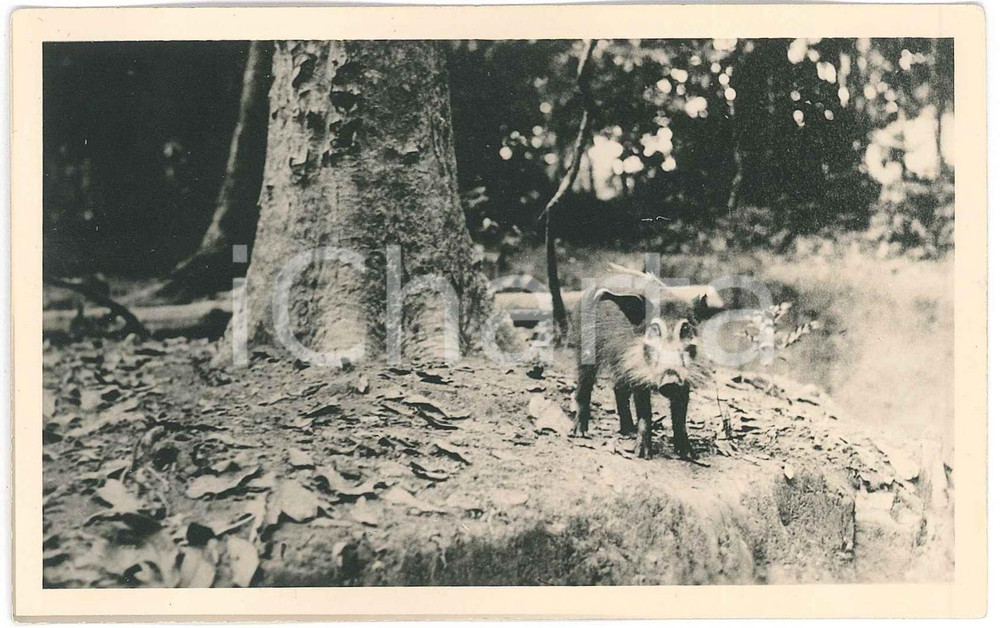 1930 C. ZAGOURSKI «L'Afrique qui disparaît» CONGO BELGE Phacochère *Postcard 190  Fotocartolina postale d'epoca, appartenente alla 2^serie &laquo;L'Afrique qui dispara&icirc;t&raquo; del fotografo Casimir Zagourski (L&eacute;opoldville).N&deg;190, non viaggiata.Al verso timbro: "Henri Nicaise Photographe - Namur"CONDIZIONI: GFORMATO: 14x9 cm    originale e autentica 1