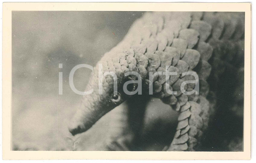1930 ca C. ZAGOURSKI «L'Afrique qui disparaît» CONGO BELGE Fourmilier *Postcard  Fotocartolina postale d'epoca, appartenente alla 2a serie &laquo;L'Afrique qui dispara&icirc;t&raquo; del fotografo Casimir Zagourski (L&eacute;opoldville).N&deg; 192, non viaggiata.Al verso timbro: "Henri Nicaise Photographe - Namur"CONDIZIONI: G FORMATO: 14x9 cm    originale e autentica 1