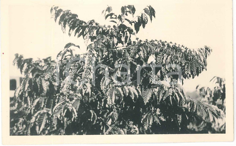 1930 C. ZAGOURSKI «L'Afrique qui disparaît» Caféier en fleur - Postcard n.195  Fotocartolina postale d'epoca, appartenente alla serie &laquo;L'Afrique qui dispara&icirc;t&raquo; del fotografo Casimir Zagourski (L&eacute;opoldville).N&deg;195, non viaggiata.Al verso timbro: "Henry Nicaise Photographe - Namur"CONDIZIONI: F (piegatura evidente e lieve smussatura all'angolo inferiore destro)FORMATO: 14x9 cm     originale e autentica 1