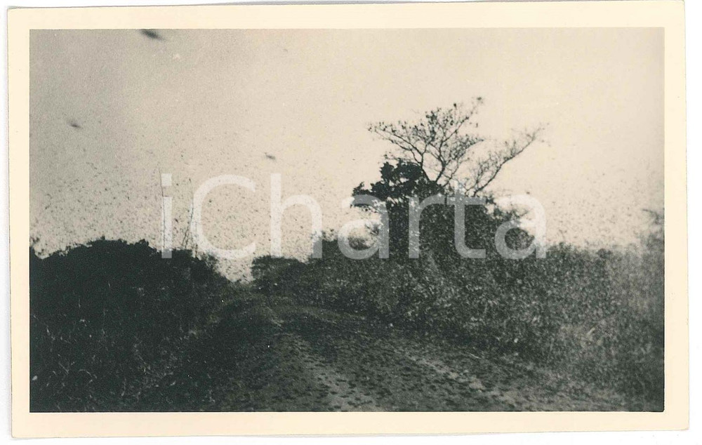 1930 C. ZAGOURSKI «L'Afrique qui disparaît» Passage de sauterelles - Postcard  Fotocartolina postale d'epoca, appartenente alla serie &laquo;L'Afrique qui dispara&icirc;t&raquo; del fotografo Casimir Zagourski (L&eacute;opoldville).N&deg;204, non viaggiata.Al verso timbro: "Henry Nicaise Photographe - Namur"CONDIZIONI: GFORMATO: 14x9 cm     originale e autentica 1