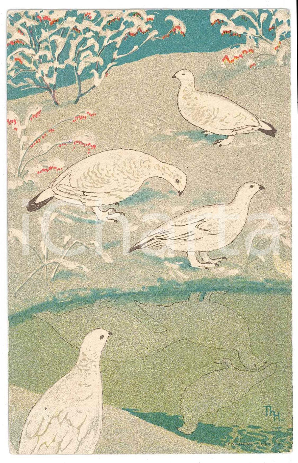 1909 ANIMALS Doves in a snowy landscape ILLUSTRATED Postcard FP VG  Cartolina postale d'epoca, viaggiata. FAIR/discreto Lievi smussature agli angoli Formato: FP originale e autentica 1