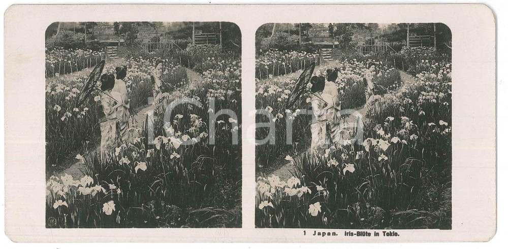 1910 ca JAPAN - Geishas - Iris-Blüte in Tokio - ETHNIC Stereoview n° 1  Fotografia stereoscopica d'epoca.EDITORE: NPG  GOOD/buono  Formato: 18x9 cm originale e autentica 1