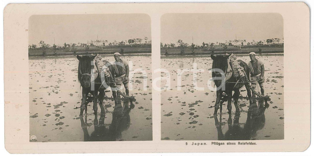 1910 ca JAPAN - Pflügen einen Reisfeldes - ETHNIC Stereoview n° 9  Fotografia stereoscopica d'epoca.EDITORE: NPG  GOOD/buono  Formato: 18x9 cm originale e autentica 1