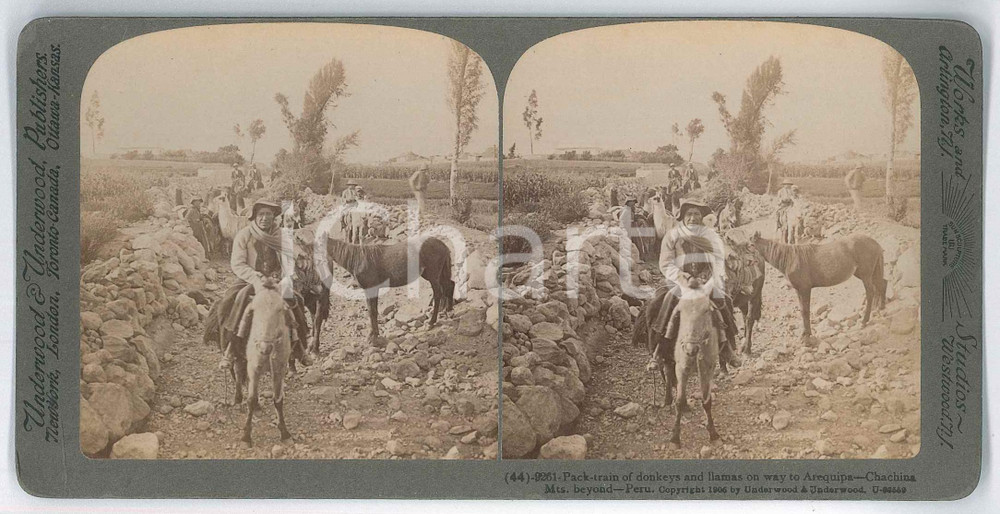1910 ca PERU Pack-train of donkeys and llamas on way to AREQUIPA *Stereoview Fotografia stereoscopica d'epoca, su cartoncino rigido, n&deg; 9261.EDITORE: Underwood &amp; Underwood  GOOD/buono  Formato: 18x9 cm originale e autentica 1