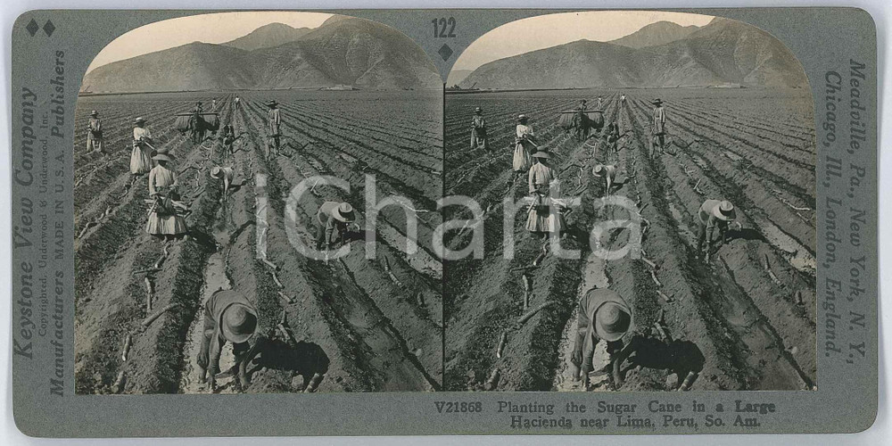 1910 ca PERU Planting the sugar cane in a large hacienda near Lima *Stereoview Fotografia stereoscopica d'epoca, su cartoncino rigido, n&deg; 21868.EDITORE: Meadville, Pa.  - Keystone View Company  GOOD/buono  Formato: 18x9 cm originale e autentica 1